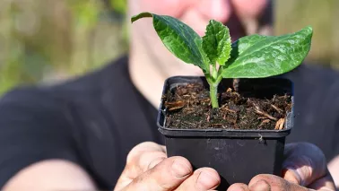 Zo zaai je courgette (met video)