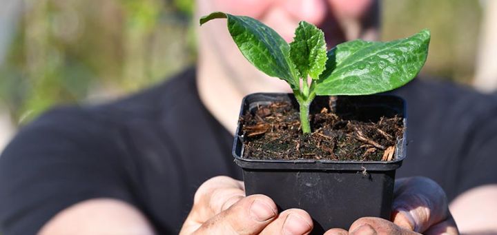 Zo zaai je courgette (met video)