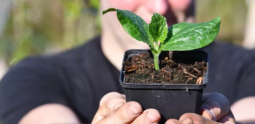 Courgette zaaien (met video)