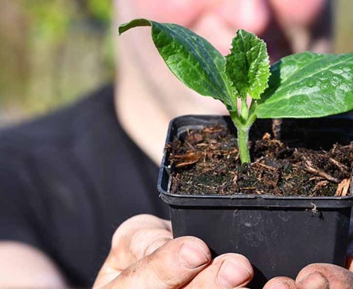 Zo zaai je courgette (met video)
