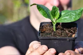 Zo zaai je courgette (met video)