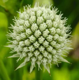 De beste droogteplanten