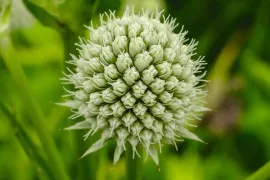 De beste droogteplanten