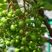 Druiven snoeien, krenten en dieven: zo kweek je sappige druiven (met video)