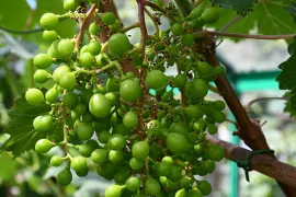 Druiven snoeien, krenten en dieven: zo kweek je sappige druiven (met video)