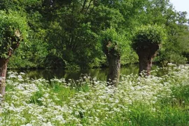 Zaaien voor een fluitenkruid gevoel