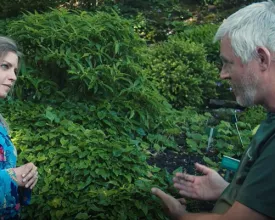 Schaduw ... en wat nog meer? (video)