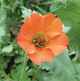 Zaad bestellen van Geum of nagelkruid