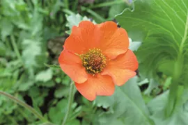 Zaad bestellen van Geum of nagelkruid