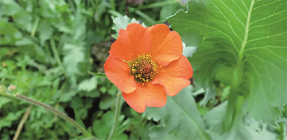 Afbeelding Zaad bestellen van Geum of nagelkruid