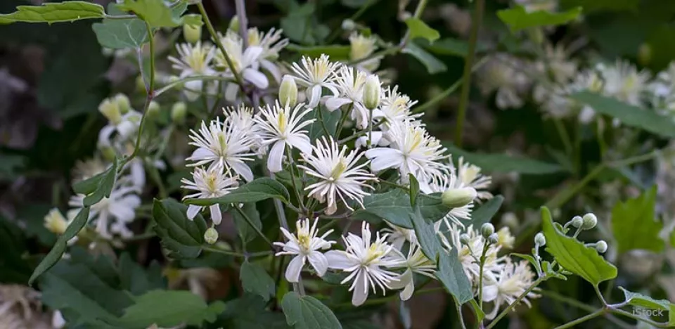 Afbeelding Knappe klimmers: de beste klim- en leiplanten voor elke tuin