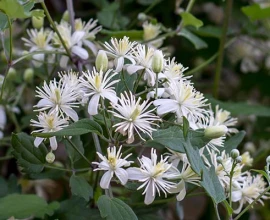 Knappe klimmers: de beste klim- en leiplanten voor elke tuin