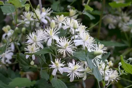 Knappe klimmers: de beste klim- en leiplanten voor elke tuin