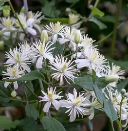 Knappe klimmers: de beste klim- en leiplanten voor elke tuin