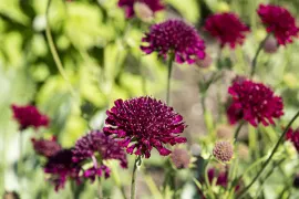 Zelf zaaien: Knautia, Cephalaria, Succisa, Scabiosa en Succisella