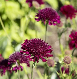 Zelf zaaien: Knautia, Cephalaria, Succisa, Scabiosa en Succisella