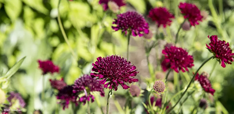 Zelf zaaien: Knautia, Cephalaria, Succisa, Scabiosa en Succisella