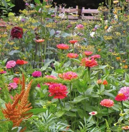 Zaden van amarant en Zinnia bestellen