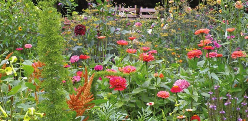 Zaden van amarant en Zinnia bestellen