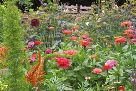 Zaden van amarant en Zinnia bestellen