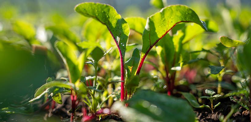 De Moestuin in juni: Zaaien, Oogsten en Genieten