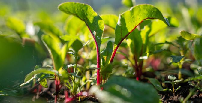 De Moestuin in juni: Zaaien, Oogsten en Genieten