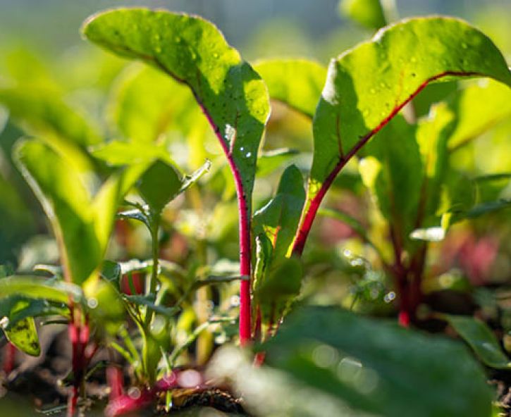 De Moestuin in juni: Zaaien, Oogsten en Genieten