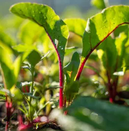 De Moestuin in juni: Zaaien, Oogsten en Genieten