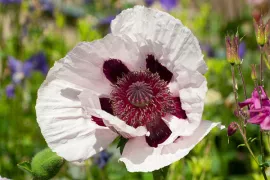 Zelf vaste papavers zaaien en zaden bestellen
