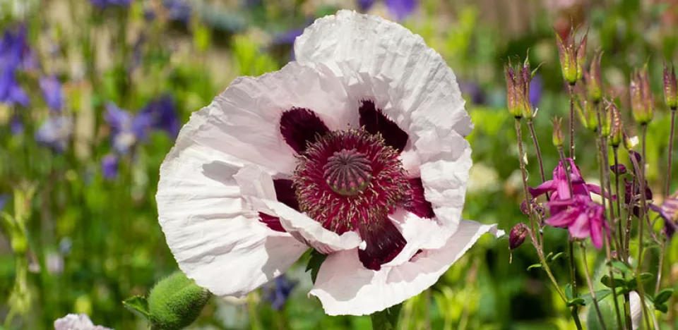 Afbeelding Zelf vaste papavers zaaien en zaden bestellen