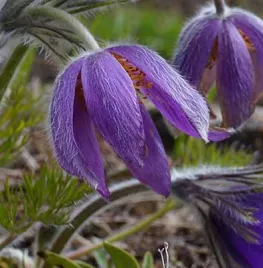 Zelf vaste planten zaaien heemst, Pulsatilla en meer
