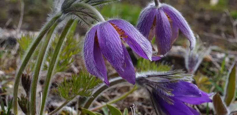Zelf vaste planten zaaien heemst, Pulsatilla en meer