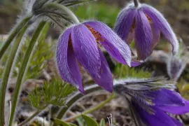 Zelf vaste planten zaaien heemst, Pulsatilla en meer