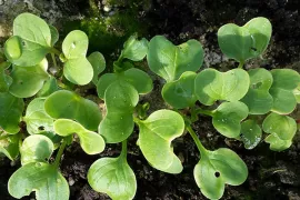 Radijsjes tot eind augustus