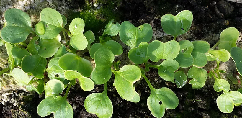 Radijsjes tot eind augustus