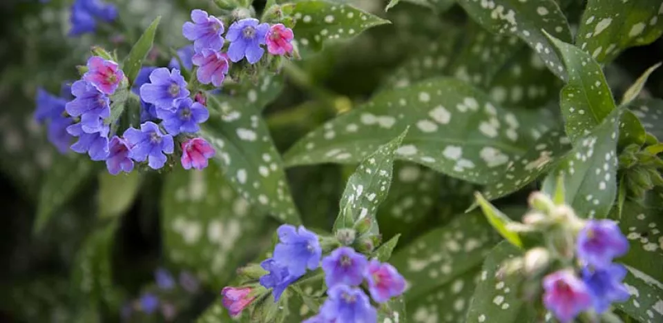 Afbeelding Slakken in de tuin? Kies voor planten die ze liever links laten liggen