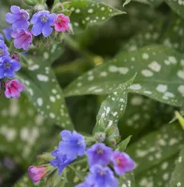Slakken in de tuin? Kies voor planten die ze liever links laten liggen