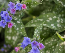 Slakken in de tuin? Kies voor planten die ze liever links laten liggen