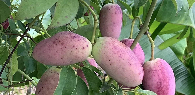 Zaad bestellen van Stauntonia