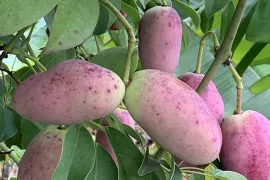 Zaad bestellen van Stauntonia