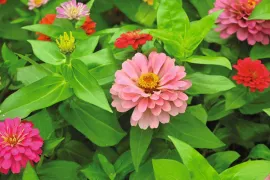 Zaden bestellen van Zinnia, Afrikaantjes, duizendknoop en maskerbloem