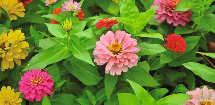 Zaden bestellen van Zinnia, Afrikaantjes, duizendknoop en maskerbloem