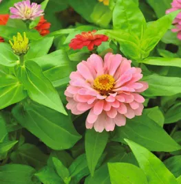 Zaden bestellen van Zinnia, Afrikaantjes, duizendknoop en maskerbloem