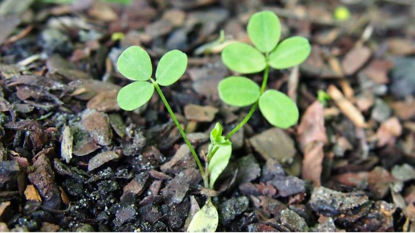 Astragalus galegiformis: de winterharde vaste plant die voor zichzelf zorgt