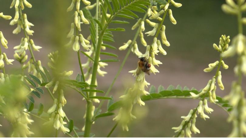 Astragalus galegiformis: de winterharde vaste plant die voor zichzelf zorgt