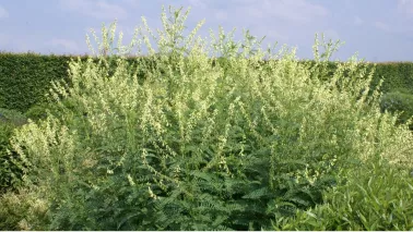 Astragalus galegiformis: de winterharde vaste plant die voor zichzelf zorgt