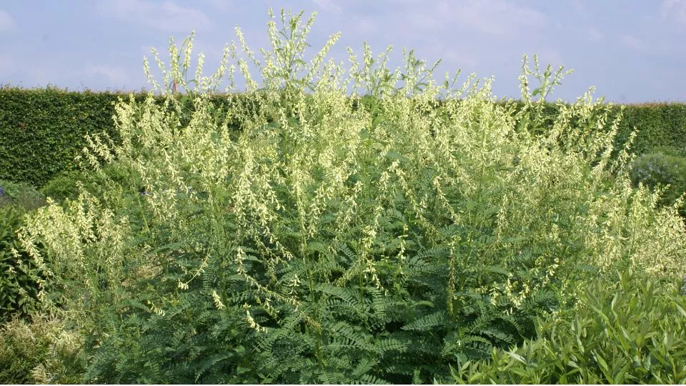 Afbeelding Astragalus galegiformis: de winterharde vaste plant die voor zichzelf zorgt