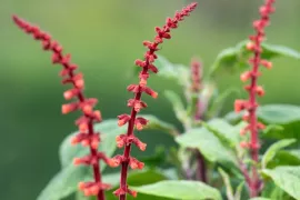 De beste salvia’s voor je tuin