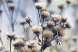 De beste planten met mooie wintersilhouetten