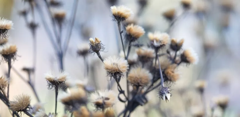De beste planten met mooie wintersilhouetten